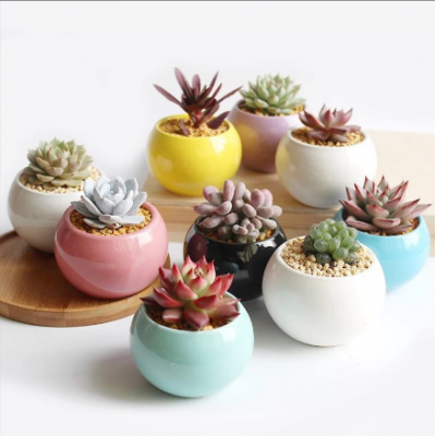 Mini Plant Pot Flowerpot